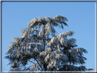 foto Parco Sebellin in Inverno